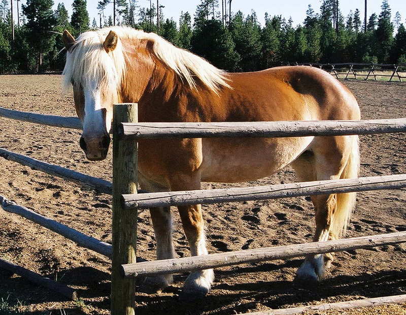 Margie by Fence